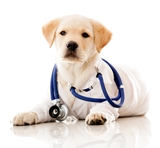 Picture for category Veterinary