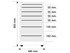 Picture of  MOBILE UNIT GE419 6 drawers 49 cm - any colour 1pcs