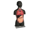 Show details for  MINI TORSO - african - 16 parts 1pcs