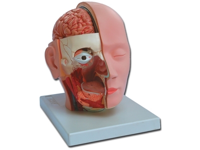 Picture of  HEAD - 4 parts 1pcs