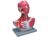 Show details for  HEAD/NECK MUSCULATURE - 1pcs