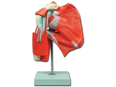 Picture of MUSCLES OF THE SHOULDER - 1pcs
