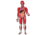 Show details for  MUSCULAR HUMAN BODY - 30 parts - 0,5X 1pcs