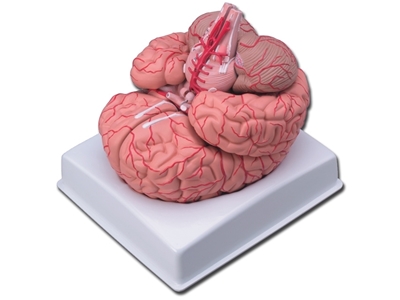 Picture of  smadzenes ar artērijam 1gab