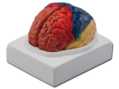 Picture of REGIONAL BRAIN - 1X 1pcs