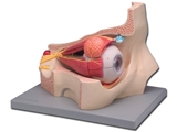 Show details for EYE - 4 parts - 5X 1pcs