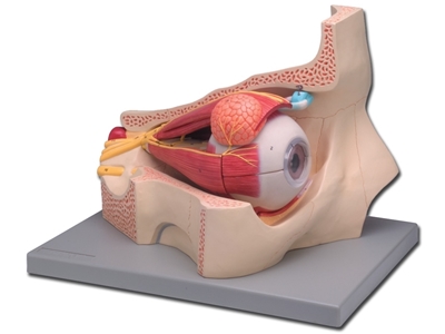 Picture of EYE - 4 parts - 5X 1pcs