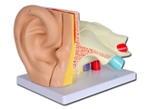 Показать информацию о значение уха - 5 частей - 3X 1шт.