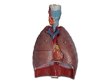 Show details for  RESPIRATORY SYSTEM - 7 parts 1pcs