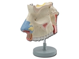 Show details for NASAL CAVITY - 3X 1pcs