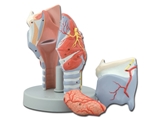 Show details for  LARYNX MODEL - 5 parts - 2X 1pcs