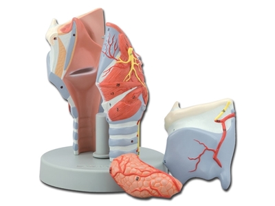 Picture of  LARYNX MODEL - 5 parts - 2X 1pcs