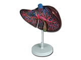 Show details for  LIVER MODEL 1pcs