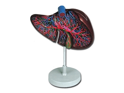 Picture of  LIVER MODEL 1pcs