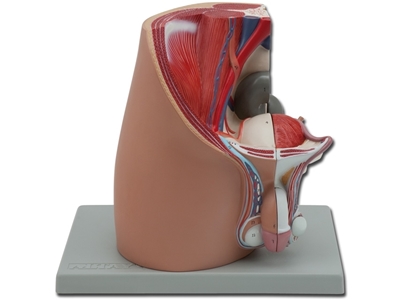 Picture of PELVIS - male - 4 parts 1pcs