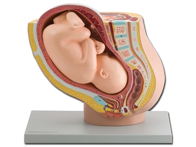 Picture of PREGNANCY PELVIS WITH MATURE FETUS - 1X 1pcs