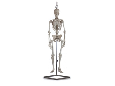 Picture of  MINI SKELETON 1pcs