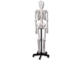 Show details for VALUE HUMAN SKELETON 1pcs