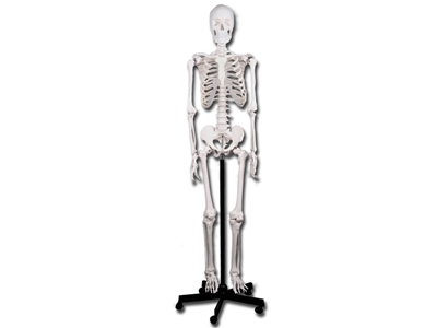Picture of VALUE HUMAN SKELETON 1pcs