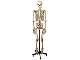 Show details for  HUMAN SKELETON 1pcs