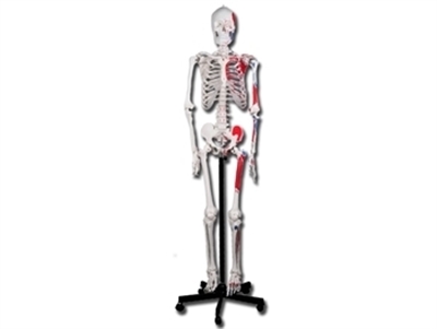 Picture of  VALUE HUMAN MUSCULAR SKELETON 1pcs