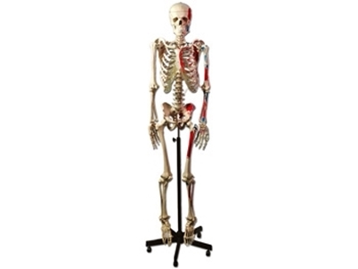 Picture of HUMAN MUSCULAR SKELETON 1pcs