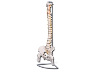 Picture of VALUE FLEXIBLE VERTEBRAL COLUMN with femur heads 1pcs