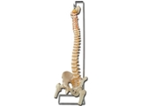 Show details for FLEXIBLE VERTEBRAL COLUMN with femur heads 1pcs