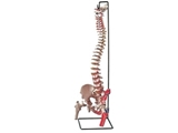 Show details for FLEXIBLE VERTEBRAL COLUMN with femur heads + muscle 1pcs