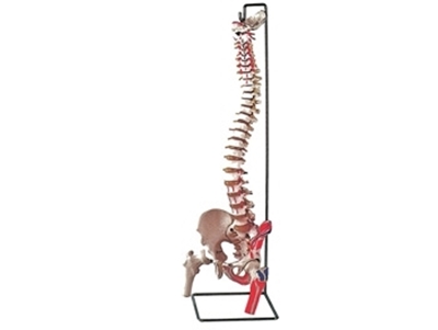 Picture of FLEXIBLE VERTEBRAL COLUMN with femur heads + muscle 1pcs