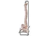 Show details for FLEXIBLE VERTEBRAL COLUMN with femur heads + open sacrum 1pcs