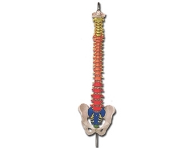 Picture of SPINAL COLUMN with colour coded regions 1pcs