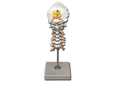 Picture of CERVICAL SPINAL COLUMN 1pcs