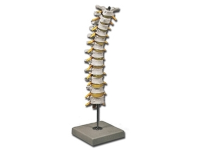Picture of THORACIC SPINAL COLUMN 1pcs