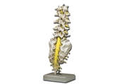 Show details for LUMBAR SPINAL COLUMN 1pcs