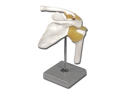 Picture of  SHOULDER JOINT 1pcs