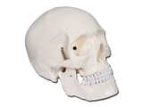 Show details for  VALUE HUMAN SKULL - 1X 1pcs