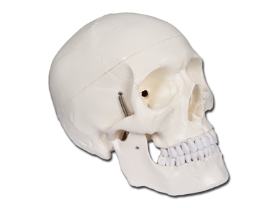 Picture of  VALUE HUMAN SKULL - 1X 1pcs