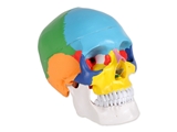 Show details for VALUE HUMAN SKULL - 1X - 3 parts - coloured 1pcs