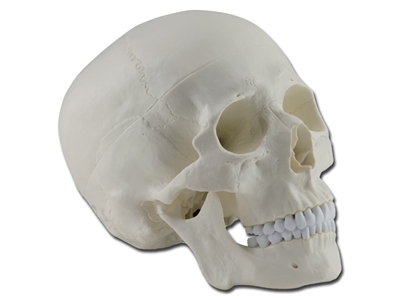 Picture of HUMAN SKULL - 1X - 3 parts 1pcs