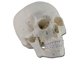 Show details for HUMAN SKULL - 1X - 3 parts - numerated 1pcs