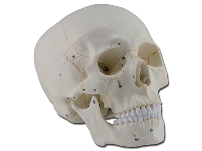 Picture of HUMAN SKULL - 1X - 3 parts - numerated 1pcs