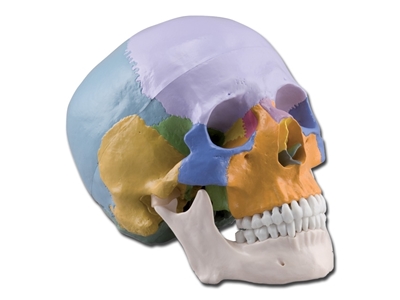 Picture of HUMAN SKULL - 1X - 3 parts - coloured 1pcs