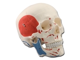Show details for  HUMAN SKULL - 1X - 3 parts - muscular 1pcs