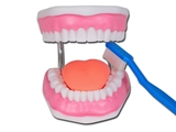 Show details for  VALUE ORAL HYGIENE MODEL - 3X 1pcs