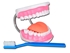 Picture of  VALUE ORAL HYGIENE MODEL - 3X 1pcs