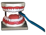 Show details for ORAL HYGIENE MODEL - 3X 1pcs