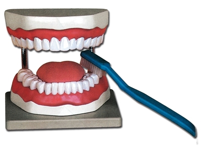 Picture of ORAL HYGIENE MODEL - 3X 1pcs