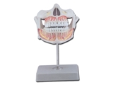 Show details for  PERMANENT TEETH with adult upper and lower jaw 1pcs