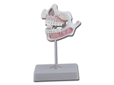 Show details for DECIDOUS TEETH with upper and lower jaw of 5 years child 1pcs
